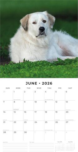 Red Robin 2026 Great Pyrenees Monthly Wall Calendar | 12" x 24" Open | Premium Thick & Sturdy Paper | Hangable 12 Month Calendar | Lined Notes & To Do Area | Vivid Images | Plastic Free in Saudi Arabia