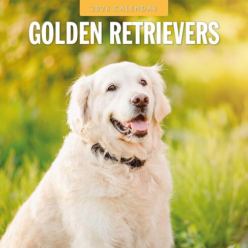 Red Robin 2026 Golden Retrievers Monthly Wall Calendar | 12" x 24" Open | Premium Thick & Sturdy Paper | Hangable 12 Month Calendar | Lined Notes & To Do Area | Vivid Images | Plastic Free in Saudi Arabia
