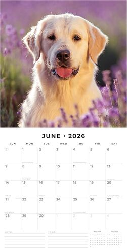 Red Robin 2026 Golden Retrievers Monthly Wall Calendar | 12" x 24" Open | Premium Thick & Sturdy Paper | Hangable 12 Month Calendar | Lined Notes & To Do Area | Vivid Images | Plastic Free in Saudi Arabia