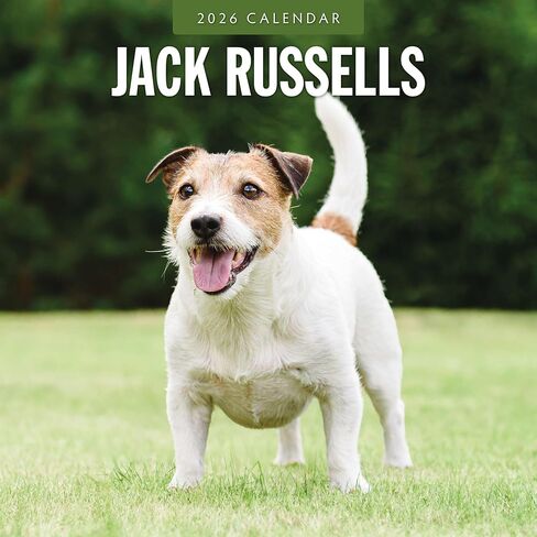 Red Robin 2026 Jack Russells Monthly Wall Calendar | 12" x 24" Open | Premium Thick & Sturdy Paper | Hangable 12 Month Calendar | Lined Notes & To Do Area | Vivid Images | Plastic Free in Saudi Arabia