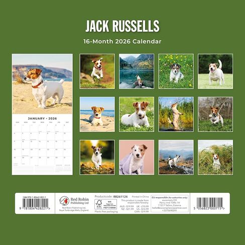 Red Robin 2026 Jack Russells Monthly Wall Calendar | 12" x 24" Open | Premium Thick & Sturdy Paper | Hangable 12 Month Calendar | Lined Notes & To Do Area | Vivid Images | Plastic Free in Saudi Arabia
