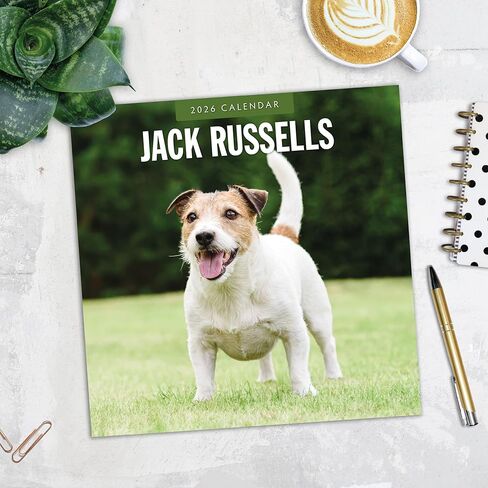 Red Robin 2026 Jack Russells Monthly Wall Calendar | 12" x 24" Open | Premium Thick & Sturdy Paper | Hangable 12 Month Calendar | Lined Notes & To Do Area | Vivid Images | Plastic Free in Saudi Arabia