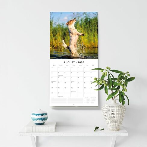 Red Robin 2026 Jack Russells Monthly Wall Calendar | 12" x 24" Open | Premium Thick & Sturdy Paper | Hangable 12 Month Calendar | Lined Notes & To Do Area | Vivid Images | Plastic Free in Saudi Arabia