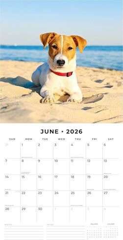 Red Robin 2026 Jack Russells Monthly Wall Calendar | 12" x 24" Open | Premium Thick & Sturdy Paper | Hangable 12 Month Calendar | Lined Notes & To Do Area | Vivid Images | Plastic Free in Saudi Arabia