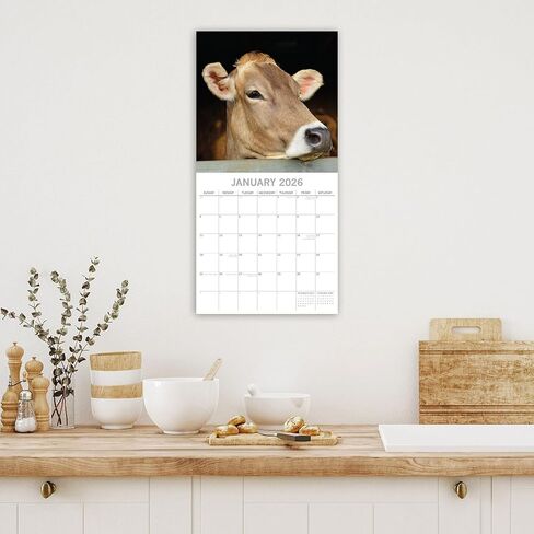 تقويم حائط مربع 2026 من The Gifted Stationery - عمل فني على شكل بقرة ومخطط حائط 2026 - مجموعة 180 ملصقًا وملصقات مخططة - شبكة كبيرة وتقويم 16 شهرًا - سبتمبر 2025 - ديسمبر 2026، 12 × 12 بوصة in Kuwait