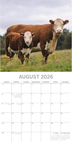 تقويم حائط مربع 2026 من The Gifted Stationery - عمل فني على شكل بقرة ومخطط حائط 2026 - مجموعة 180 ملصقًا وملصقات مخططة - شبكة كبيرة وتقويم 16 شهرًا - سبتمبر 2025 - ديسمبر 2026، 12 × 12 بوصة in Kuwait