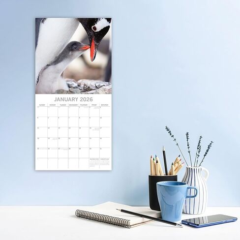 تقويم حائط مربع 2026 من The Gifted Stationery، تقويم معلق على شكل حيوانات البطريق لمدة 16 شهرًا مع 180 ملصق تذكير، مخطط شهر للمساحات الإبداعية، 12 × 12 بوصة in Kuwait