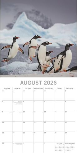 تقويم حائط مربع 2026 من The Gifted Stationery، تقويم معلق على شكل حيوانات البطريق لمدة 16 شهرًا مع 180 ملصق تذكير، مخطط شهر للمساحات الإبداعية، 12 × 12 بوصة in Kuwait