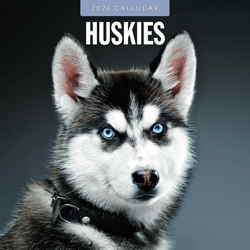 Red Robin 2026 Huskies Monthly Wall Calendar | 12" x 24" Open | Premium Thick & Sturdy Paper | Hangable 12 Month Calendar | Lined Notes & To Do Area | Vivid Images | Plastic Free in Saudi Arabia