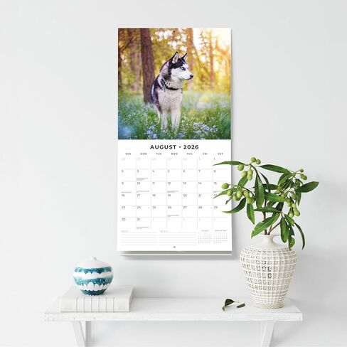 Red Robin 2026 Huskies Monthly Wall Calendar | 12" x 24" Open | Premium Thick & Sturdy Paper | Hangable 12 Month Calendar | Lined Notes & To Do Area | Vivid Images | Plastic Free in Saudi Arabia
