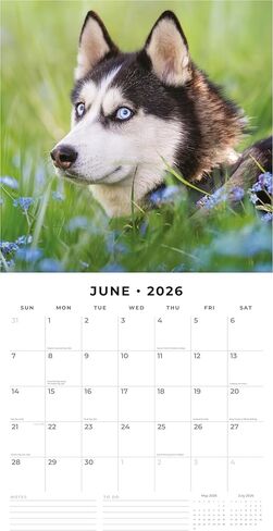 Red Robin 2026 Huskies Monthly Wall Calendar | 12" x 24" Open | Premium Thick & Sturdy Paper | Hangable 12 Month Calendar | Lined Notes & To Do Area | Vivid Images | Plastic Free in Saudi Arabia
