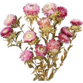 13 Pcs Natural Dried Daisy Flowers Bouquet Dried Flower Pink Daisies with Leaves Dried Sunflowers Chrysanthemum with Stem for Wedding Farmhouse Table Vase Decor Home DIY Flower Arrangement in Kuwait