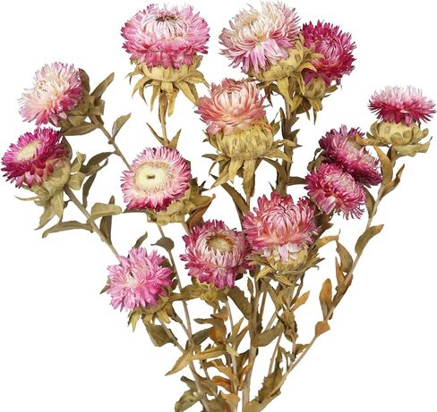 13 Pcs Natural Dried Daisy Flowers Bouquet Dried Flower Pink Daisies with Leaves Dried Sunflowers Chrysanthemum with Stem for Wedding Farmhouse Table Vase Decor Home DIY Flower Arrangement in Kuwait