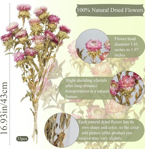 13 Pcs Natural Dried Daisy Flowers Bouquet Dried Flower Pink Daisies with Leaves Dried Sunflowers Chrysanthemum with Stem for Wedding Farmhouse Table Vase Decor Home DIY Flower Arrangement in Kuwait