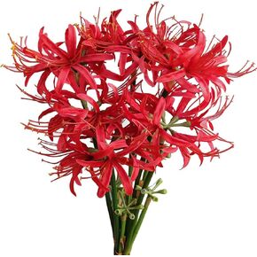 6 Sets 67 CM Lycoris Radiata Artificial Spider Lily Flowers Stonegarlic Clusteramaryllis for Home Garden Wedding Party Decor (Red) in Kuwait