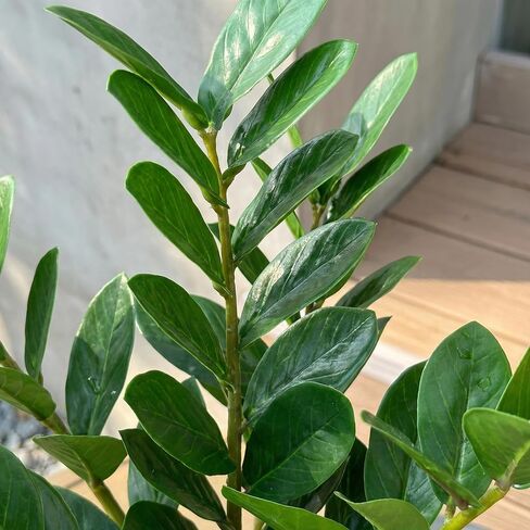TentoWhan（2Packs Faux Plants Indoor 17" Artificial ZZ Plants in White Pot Fake Potted Zamioculcas Silk Plants for Home Table Decor Bedroom Aesthetic in Saudi Arabia
