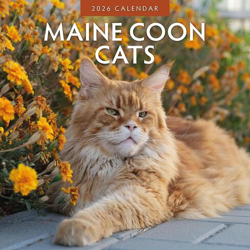 Red Robin 2026 Maine Coon Cats Monthly Wall Calendar | 12" x 24" Open | Premium Thick & Sturdy Paper | Hangable 12 Month Calendar | Lined Notes & To Do Area | Vivid Images | Plastic Free in Saudi Arabia