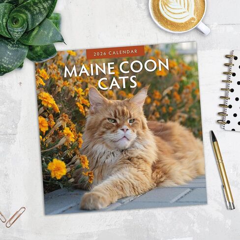 Red Robin 2026 Maine Coon Cats Monthly Wall Calendar | 12" x 24" Open | Premium Thick & Sturdy Paper | Hangable 12 Month Calendar | Lined Notes & To Do Area | Vivid Images | Plastic Free in Saudi Arabia