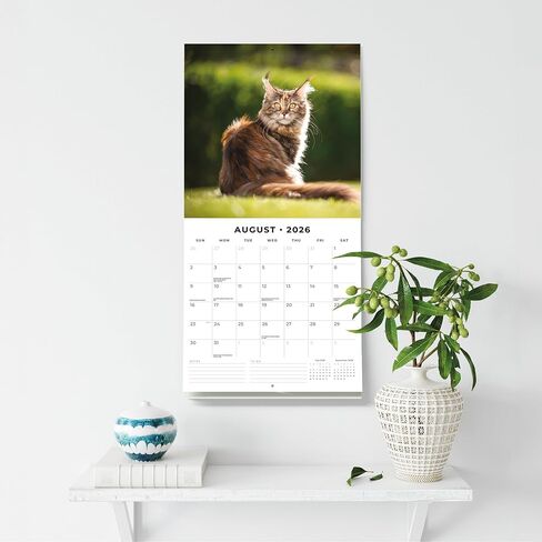 Red Robin 2026 Maine Coon Cats Monthly Wall Calendar | 12" x 24" Open | Premium Thick & Sturdy Paper | Hangable 12 Month Calendar | Lined Notes & To Do Area | Vivid Images | Plastic Free in Saudi Arabia
