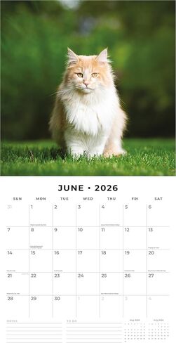 Red Robin 2026 Maine Coon Cats Monthly Wall Calendar | 12" x 24" Open | Premium Thick & Sturdy Paper | Hangable 12 Month Calendar | Lined Notes & To Do Area | Vivid Images | Plastic Free in Saudi Arabia