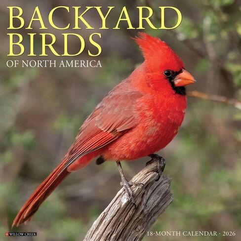 Willow Creek Press, Backyard Birds 2026 Wall Calendar, 12'' X 12'', 18-Month Calendar with Stapled Binding in Saudi Arabia