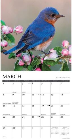 Willow Creek Press, Backyard Birds 2026 Wall Calendar, 12'' X 12'', 18-Month Calendar with Stapled Binding in Saudi Arabia