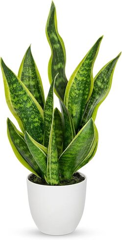 Hollyone نبات الأفعى الاصطناعي بوعاء نباتات Sansevieria Trifasciata، 18 بوصة نباتات استوائية وهمية في أوعية بيضاء للمنزل والمكتب وغرفة الديكور الداخلي وهدايا الانتقال إلى المنزل in Saudi Arabia