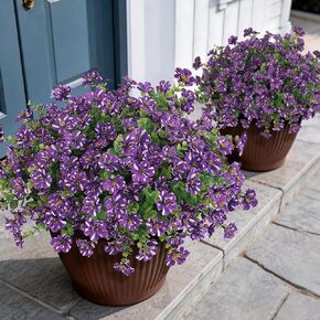 12 حزمة من مجد الصباح الاصطناعي والأوكالبتوس للأماكن الخارجية، زهرة حرير وهمية واقعية مقاومة للأشعة فوق البنفسجية ونباتات صناعية للباب الأمامي في الفناء والحديقة وديكور المزرعة (أصفر) in Kuwait