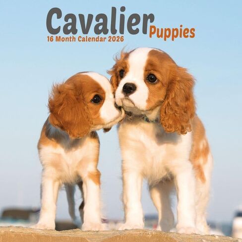 Carousel Calendars, Cavalier King Charles Puppies 2026 Mini Wall Calendar, 7'' X 7'', 16-Month Calendar with Stapled Binding in Kuwait