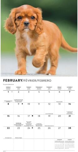 Carousel Calendars, Cavalier King Charles Puppies 2026 Mini Wall Calendar, 7'' X 7'', 16-Month Calendar with Stapled Binding in Kuwait