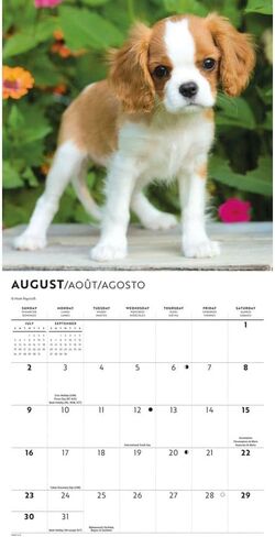 Carousel Calendars, Cavalier King Charles Puppies 2026 Mini Wall Calendar, 7'' X 7'', 16-Month Calendar with Stapled Binding in Kuwait