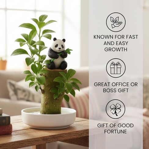 3 Pack - Lucky Money Desktop Tree with Water Trays and Panda Figurines - Lucky Willow Wood Cuttings, Great for Desk, Counter or Window - Brings Luck and Joy to Your Office or Home - Great Office Gift in Kuwait