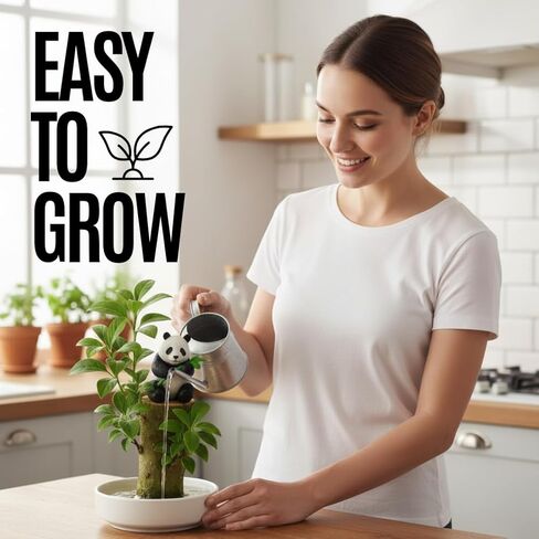 3 Pack - Lucky Money Desktop Tree with Water Trays and Panda Figurines - Lucky Willow Wood Cuttings, Great for Desk, Counter or Window - Brings Luck and Joy to Your Office or Home - Great Office Gift in Kuwait