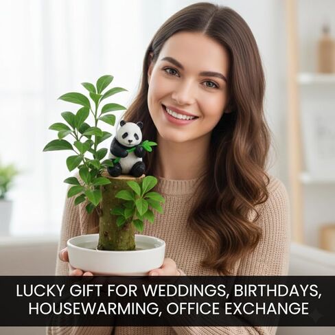 3 Pack - Lucky Money Desktop Tree with Water Trays and Panda Figurines - Lucky Willow Wood Cuttings, Great for Desk, Counter or Window - Brings Luck and Joy to Your Office or Home - Great Office Gift in Kuwait