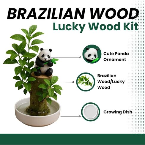 3 Pack - Lucky Money Desktop Tree with Water Trays and Panda Figurines - Lucky Willow Wood Cuttings, Great for Desk, Counter or Window - Brings Luck and Joy to Your Office or Home - Great Office Gift in Kuwait