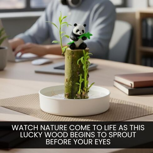 3 Pack - Lucky Money Desktop Tree with Water Trays and Panda Figurines - Lucky Willow Wood Cuttings, Great for Desk, Counter or Window - Brings Luck and Joy to Your Office or Home - Great Office Gift in Kuwait
