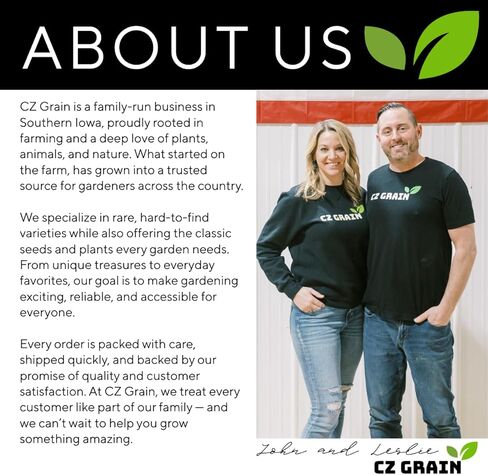 3 Pack - Lucky Money Desktop Tree with Water Trays and Panda Figurines - Lucky Willow Wood Cuttings, Great for Desk, Counter or Window - Brings Luck and Joy to Your Office or Home - Great Office Gift in Kuwait