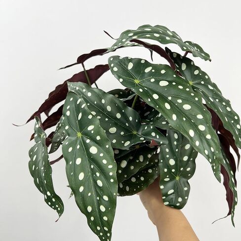 2Pcs Begonia Maculata Artificial Plant 11.8In Fake Trout Begonia Faux Polka Dot Greenery Plant for Office Desk Indoor Outdoor Home Planter Decor in Kuwait