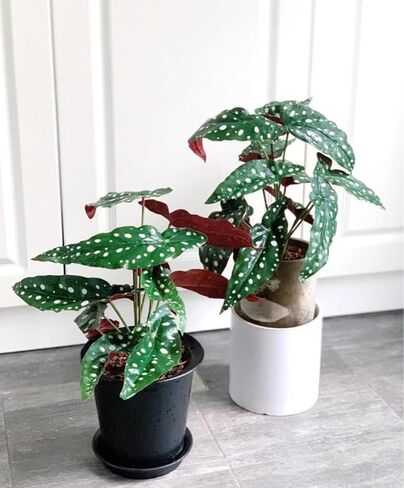 2Pcs Begonia Maculata Artificial Plant 11.8In Fake Trout Begonia Faux Polka Dot Greenery Plant for Office Desk Indoor Outdoor Home Planter Decor in Kuwait