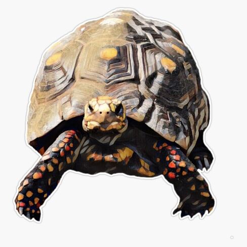 Red-Footed Tortoise Sticker Bumper Sticker Vinyl Decal 5" in Saudi Arabia