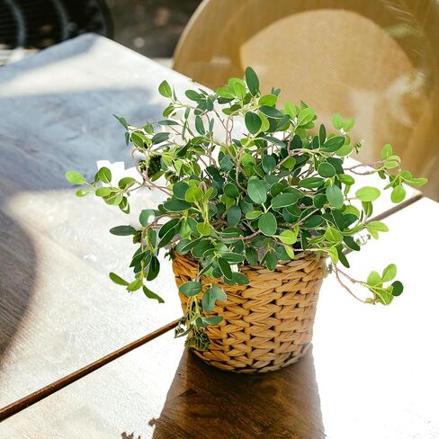 15 قطعة من فروع اللبخ مقاس 35.56 سم، سيقان الأوكالبتوس الخضراء الصناعية، سيقان خضراء صناعية للمنزل والمكتب والزفاف وديكور داخلي وخارجي (15) in Kuwait