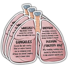(3Pcs-3in) Lung Sounds Hand Drawn Stickers, Medical Anatomy Vinyl Decals Gifts for Respiratory Care Students, Nurses, Doctors, Healthcare Workers, for Laptop, Water Bottle, Journals, Clipboards in Kuwait