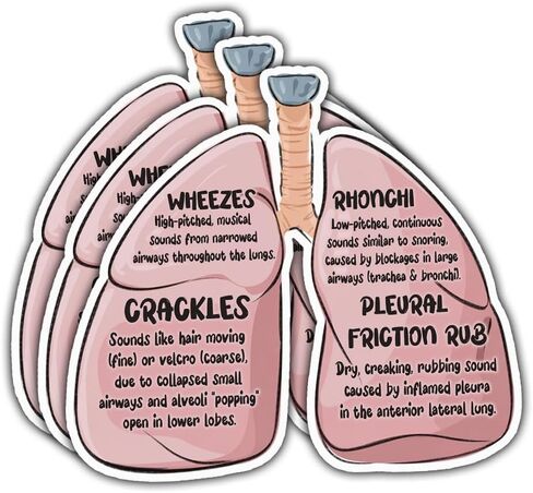 (3Pcs-3in) Lung Sounds Hand Drawn Stickers, Medical Anatomy Vinyl Decals Gifts for Respiratory Care Students, Nurses, Doctors, Healthcare Workers, for Laptop, Water Bottle, Journals, Clipboards in Kuwait