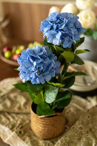 شجرة كوبية صناعية كبيرة في وعاء - نبات كوبية صناعي حقيقي الملمس للديكور الداخلي والخارجي، مثالي للمداخل والقطع المركزية (أزرق) in Kuwait