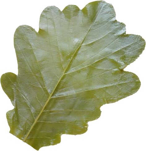 Rainlily Wen Real leaves Green leaves Quercus dentata Thunb Leaves decorating sushi plates at parties Dish plate decoration or wrapping food (100, Green) in Saudi Arabia