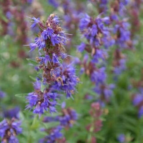1 oz Hyssop Athonite Style Incense Lavender Amber Vanilla Moss Orthodox in Saudi Arabia