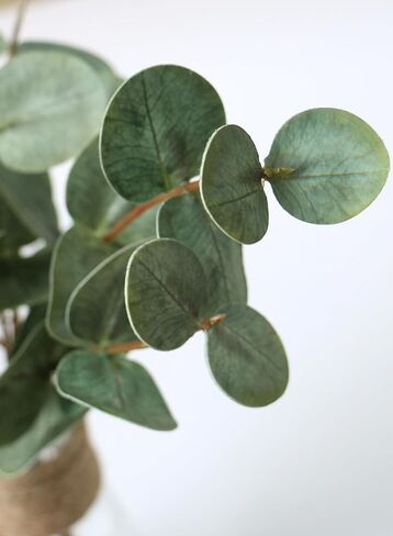 ديكور الغرفة ينبع الأوكالبتوس الاصطناعي في مزهرية زجاجية مع ماء صناعي، 3 قطع من نباتات الأوكالبتوس الخضراء المزيفة تترك فروعًا للحمام المركزي وغرفة النوم ورف الطاولة للمنزل in Kuwait