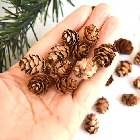 GSHLLO 150 Pcs 1-2cm Mini Pine Cones - Brown, Perfect for Vase Fillers, Table Decorations in Saudi Arabia