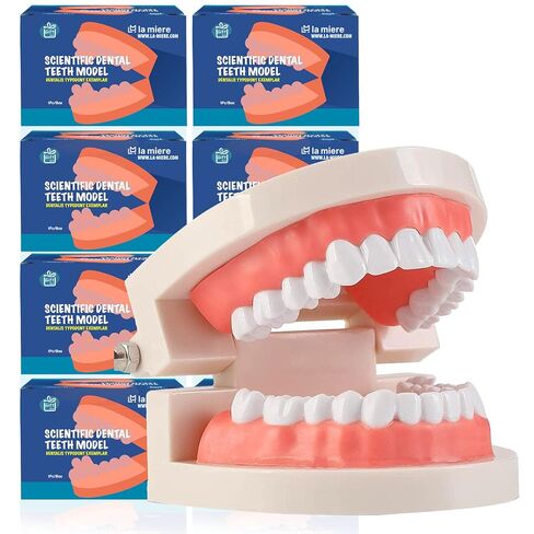 1 Pack Standard Teeth Model Adult Standard Typodont Demonstration Denture Model for Kids Tooth Dental Teaching, Clean Display, Education, Study (No Wisdom Teeth) Gift Set in Kuwait
