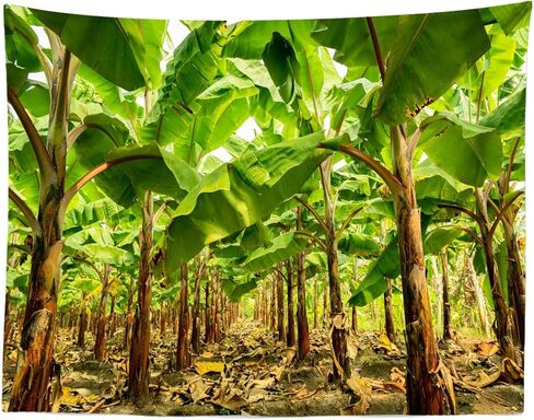Loccor Banana Tree Plantation Tapestry Banana Trees Orchard Green Banana Leaf Tapestries for Fruit Harvest Theme Party Decorations Home Decor 80''x60'' in Saudi Arabia